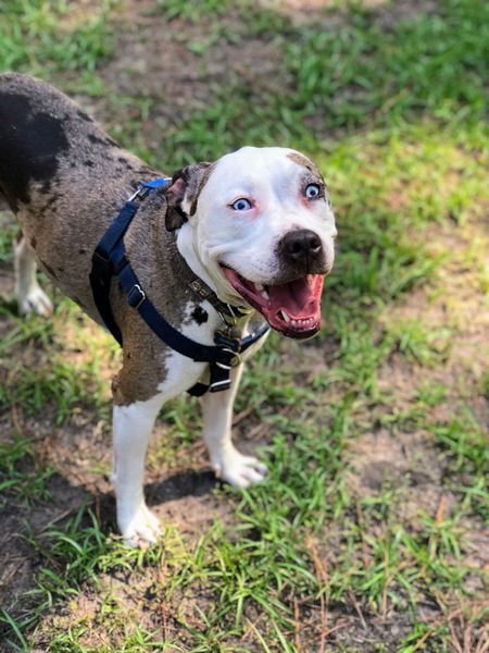 Entry image for BamBam. Clicking this image will show a larger photo