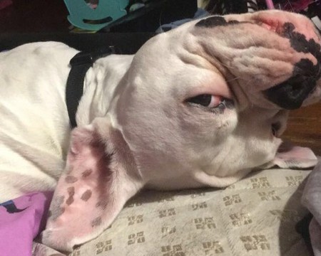 Entry image for Oliver Dakota James Foley. Clicking this image will show a larger photo