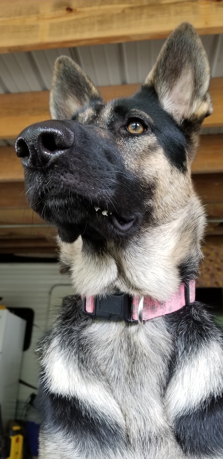 Entry image for Remy. Clicking this image will show a larger photo