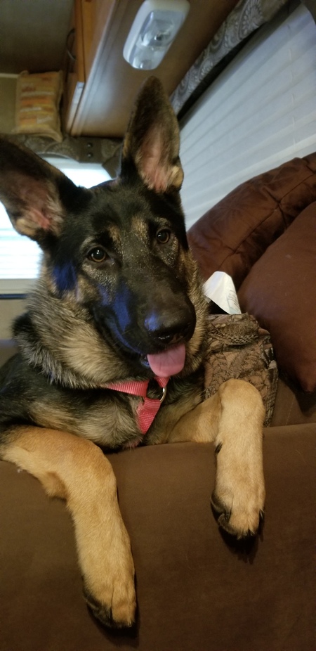 Entry image for Remy. Clicking this image will show a larger photo