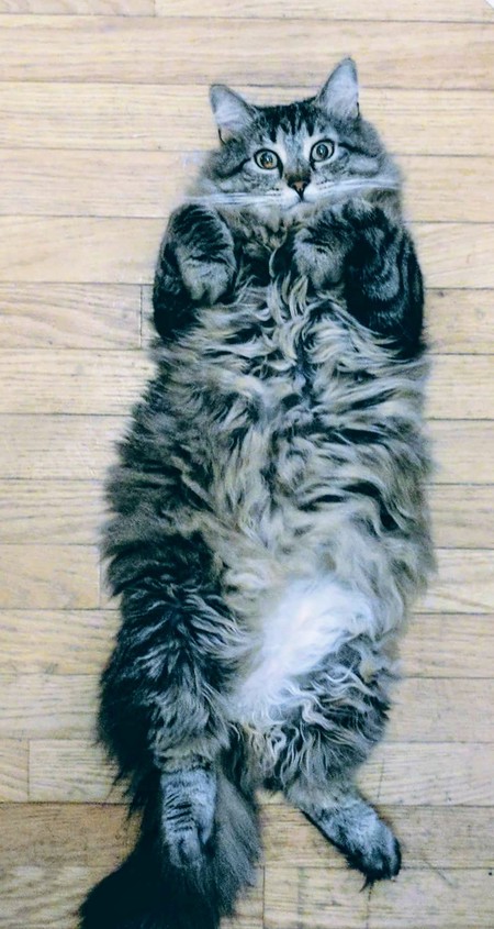 Entry image for Mazgie. Clicking this image will show a larger photo