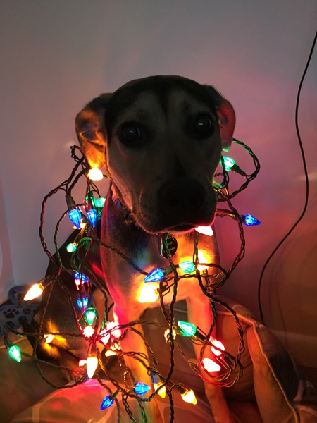 Entry image for Bessie Lou. Clicking this image will show a larger photo