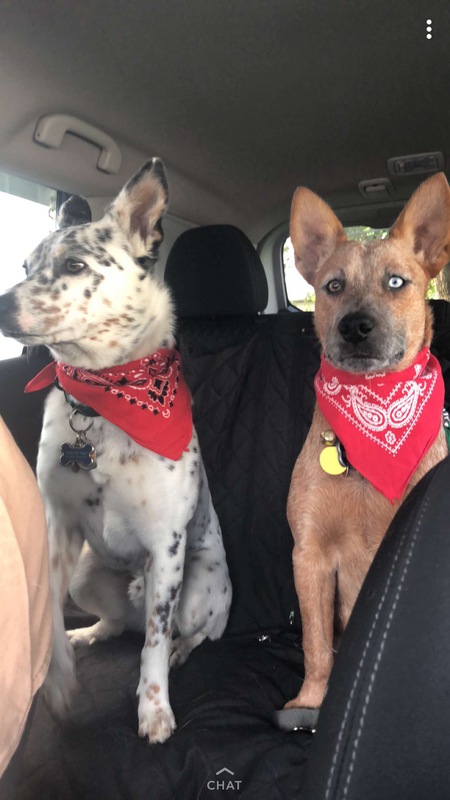 Entry image for Hagen and Hopper. Clicking this image will show a larger photo