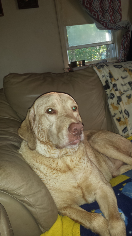 Entry image for Jax. Clicking this image will show a larger photo