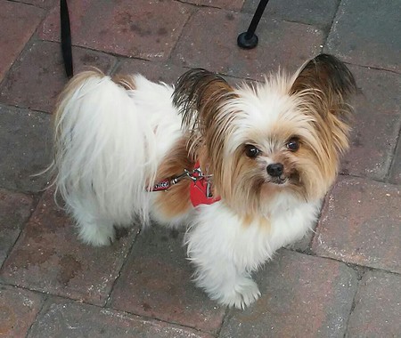 Entry image for Lil Rock. Clicking this image will show a larger photo