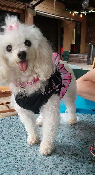 Entry image for Willow Rose. Clicking this image will show a larger photo