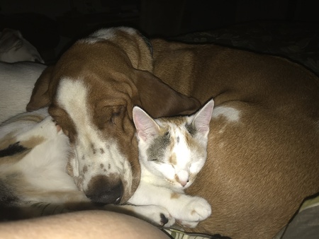 Entry image for Tucker(dog) Ciara(cat). Clicking this image will show a larger photo