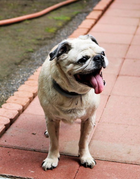 Entry image for Kya. Clicking this image will show a larger photo