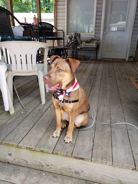 Entry image for Chance. Clicking this image will show a larger photo