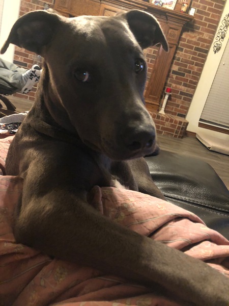 Entry image for Koda. Clicking this image will show a larger photo