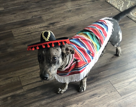 Entry image for Chimichanga. Clicking this image will show a larger photo