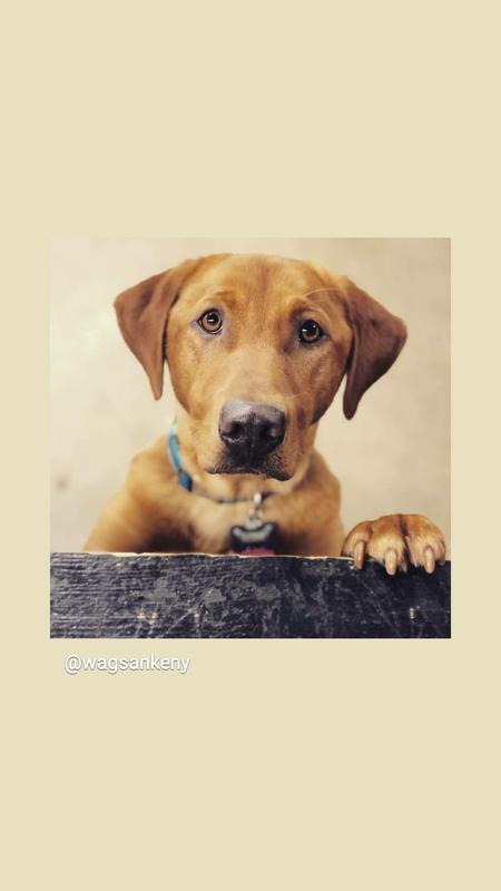 Entry image for Sarge. Clicking this image will show a larger photo