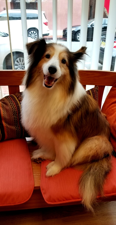 Entry image for Lola. Clicking this image will show a larger photo