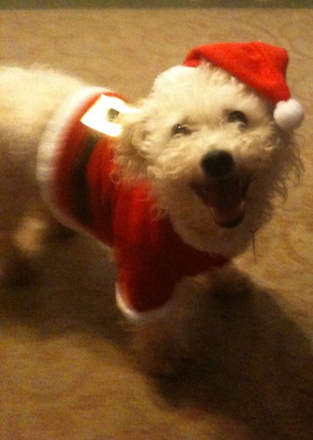 Entry image for Pookie. Clicking this image will show a larger photo