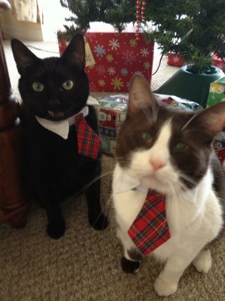 Entry image for Bonzo and Chester Doodle Bug. Clicking this image will show a larger photo