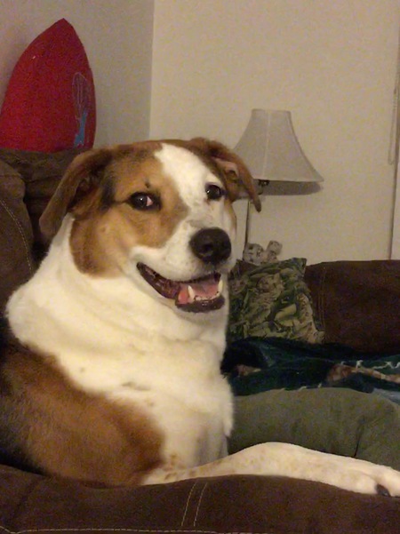 Entry image for Callie. Clicking this image will show a larger photo