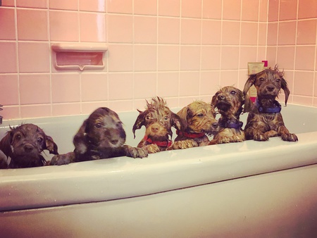 Entry image for Eddie, Brooke, Ellie, Sid, Gertie, Julia. Clicking this image will show a larger photo