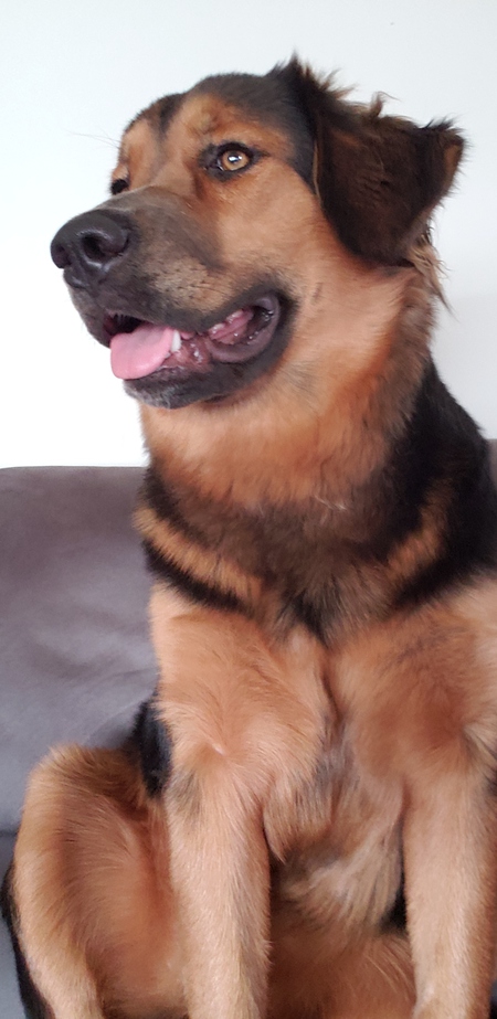 Entry image for Lilo. Clicking this image will show a larger photo