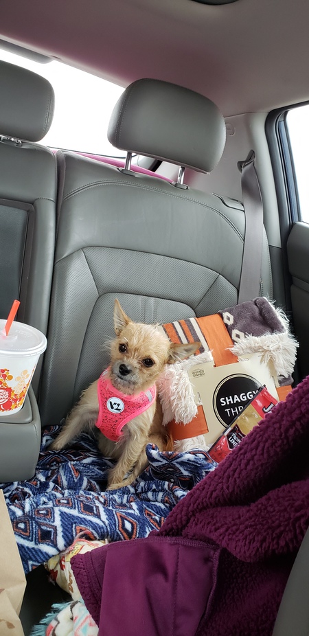 Entry image for Sweet Pea. Clicking this image will show a larger photo