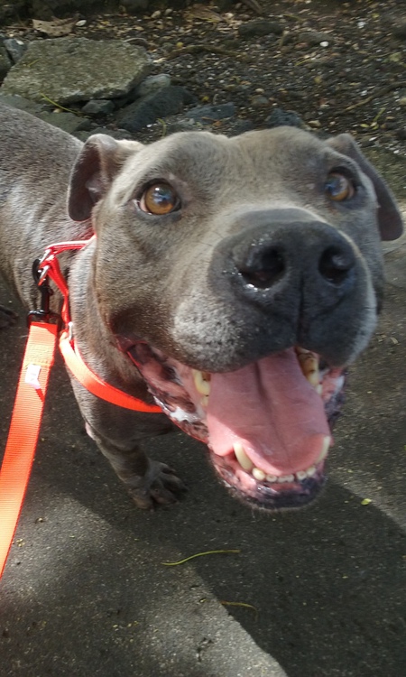 Entry image for Papi. Clicking this image will show a larger photo