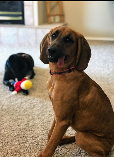 Entry image for Chief. Clicking this image will show a larger photo