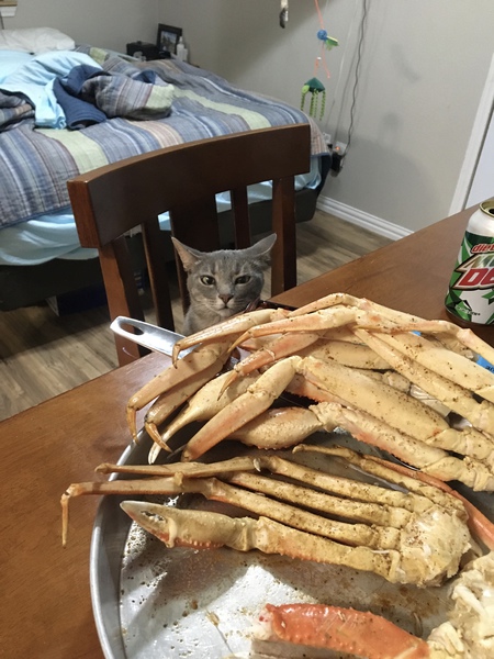 Entry image for Sassy. Clicking this image will show a larger photo