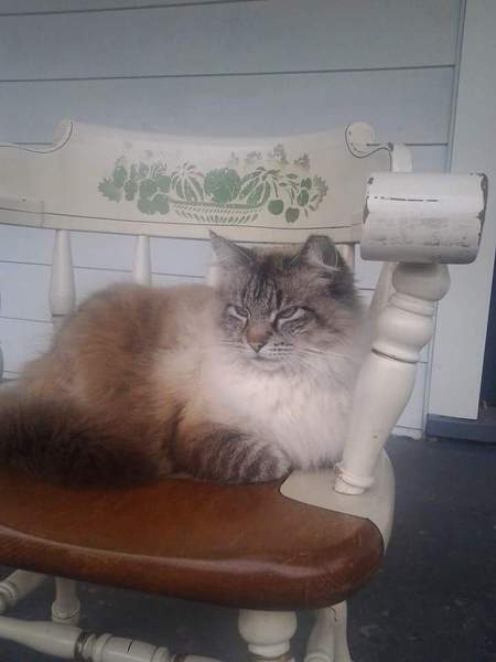 Entry image for Pretty Boy. Clicking this image will show a larger photo