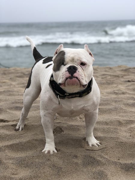 Entry image for Canolli . Clicking this image will show a larger photo