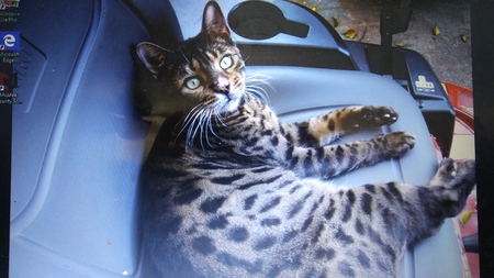 Entry image for Spotty. Clicking this image will show a larger photo