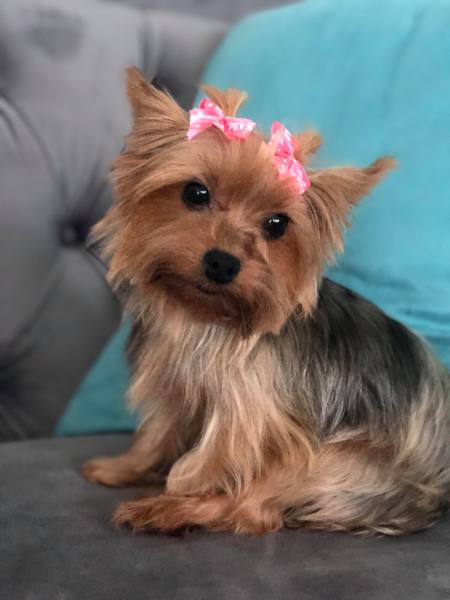 Entry image for Hazel. Clicking this image will show a larger photo