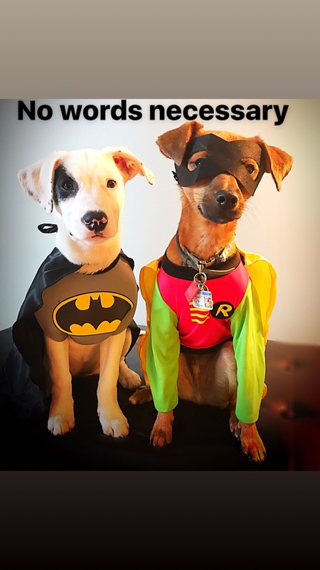 Entry image for Petey & Jackson. Clicking this image will show a larger photo