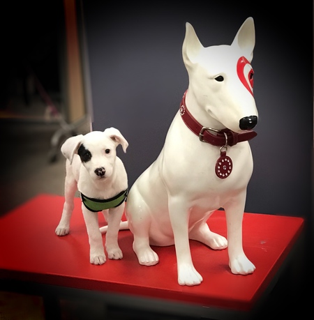 Entry image for Petey. Clicking this image will show a larger photo