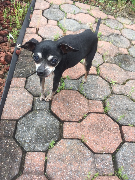 Entry image for Addy. Clicking this image will show a larger photo