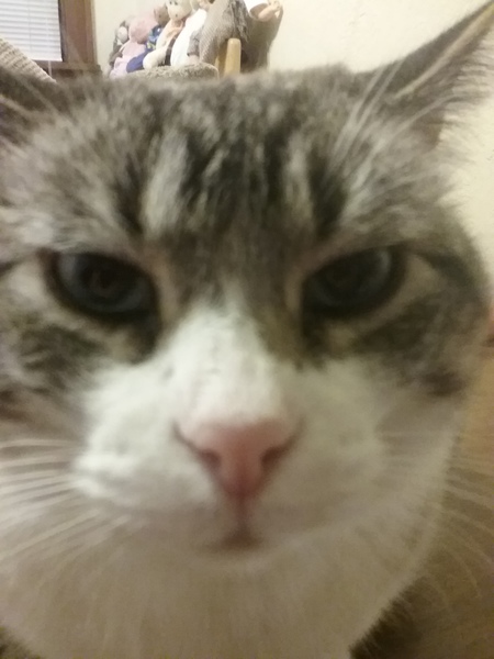 Entry image for Meeka. Clicking this image will show a larger photo