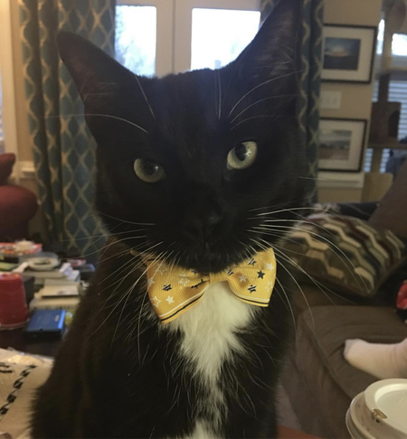 Entry image for Teddy. Clicking this image will show a larger photo