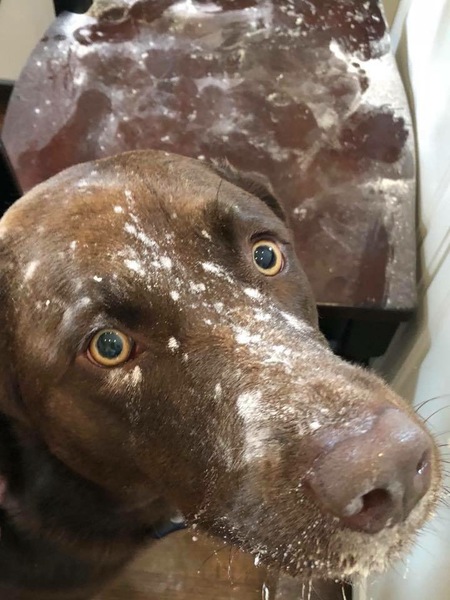 Cocoa