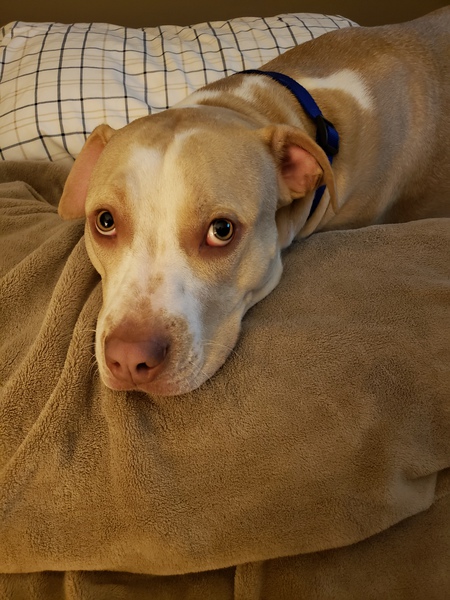 Diesel 