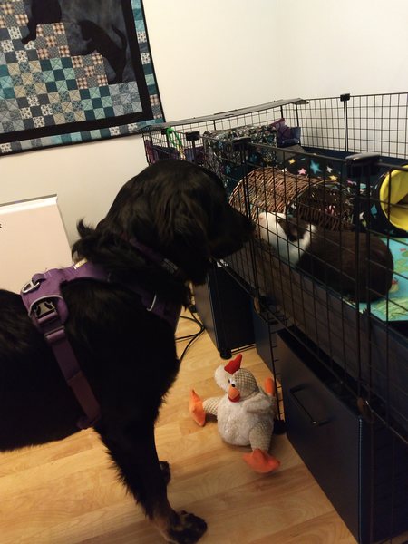 Abbie (dog) & Bam Bam (guinea pig)