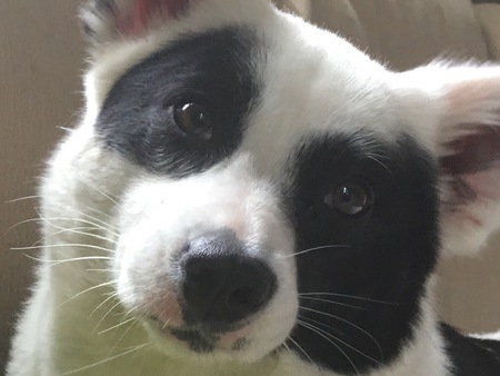 Little Moo