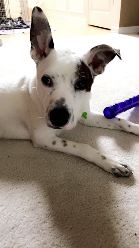 Ollie