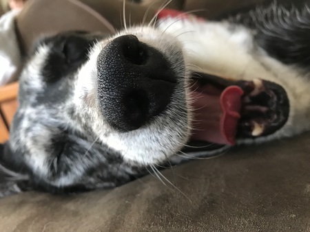Oreo