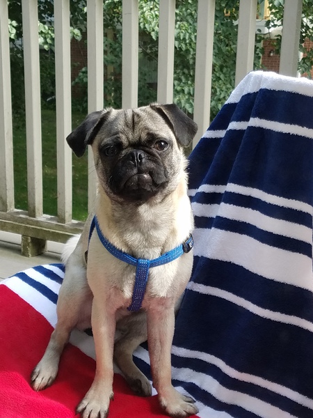 Oliver 