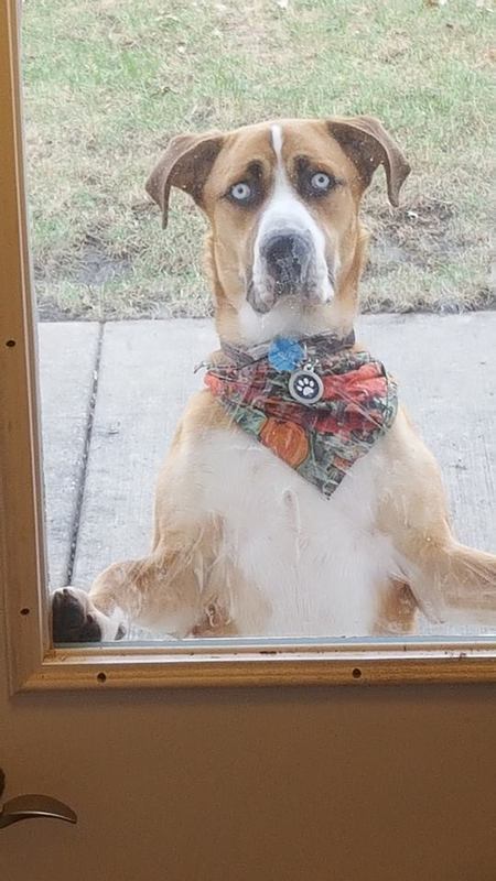Odie Dog