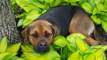 Ziva