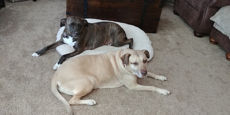 Suzy & Lottie