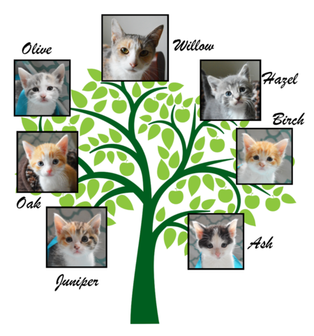 Willow and Kittens