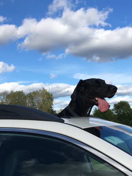 Diesel
