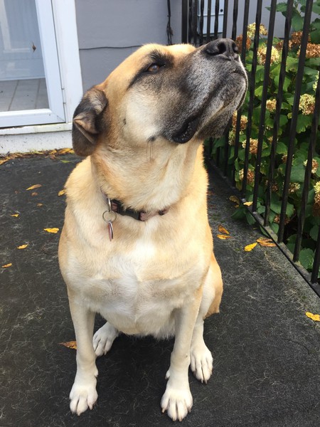 Stella