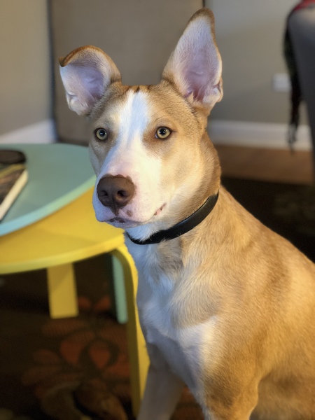 Logan