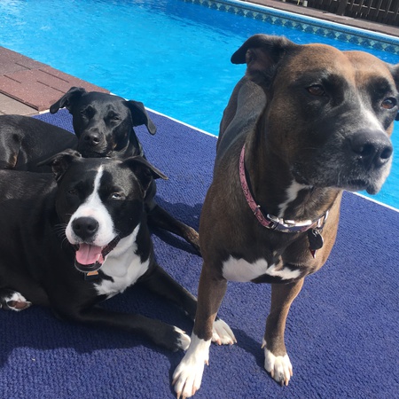 Midge, Puck and Sammy